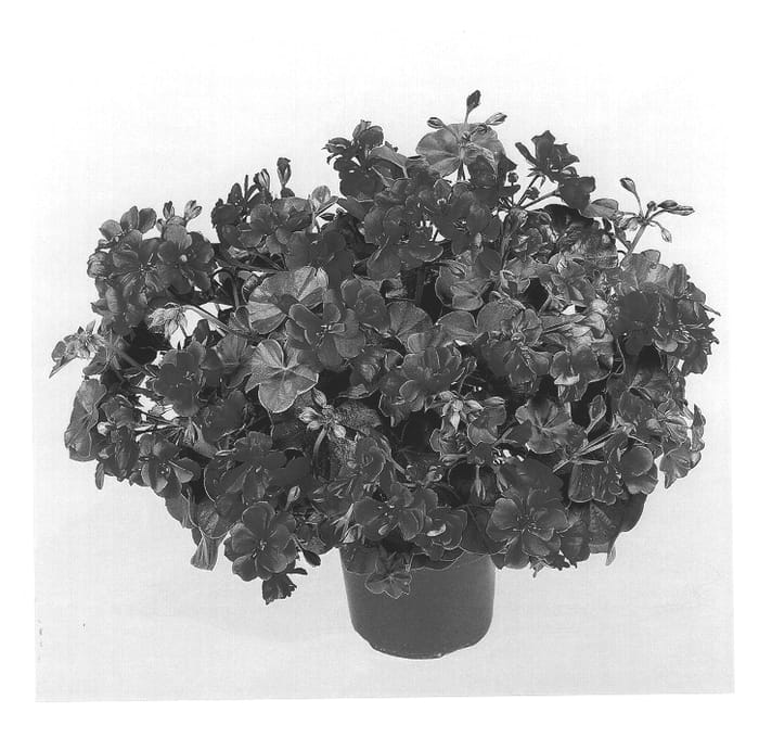 Figure 1 of US plant patent PP14097, the photograph of Duealegria printed in the patent.