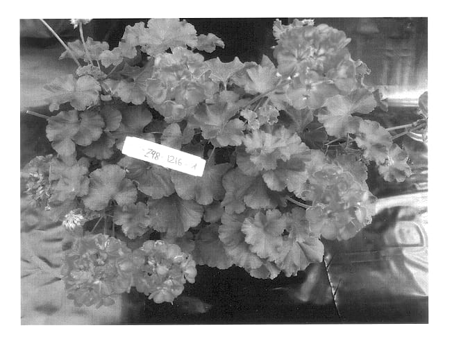 Figure 1 of US plant patent PP14098, the photograph of Dueviblu printed in the patent.