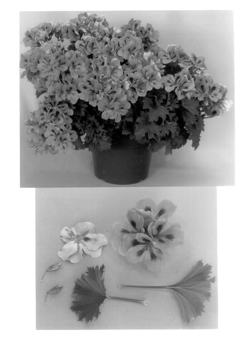 Figure 1 of US plant patent PP14099, the photograph of FN Mid-Salmon printed in the patent.