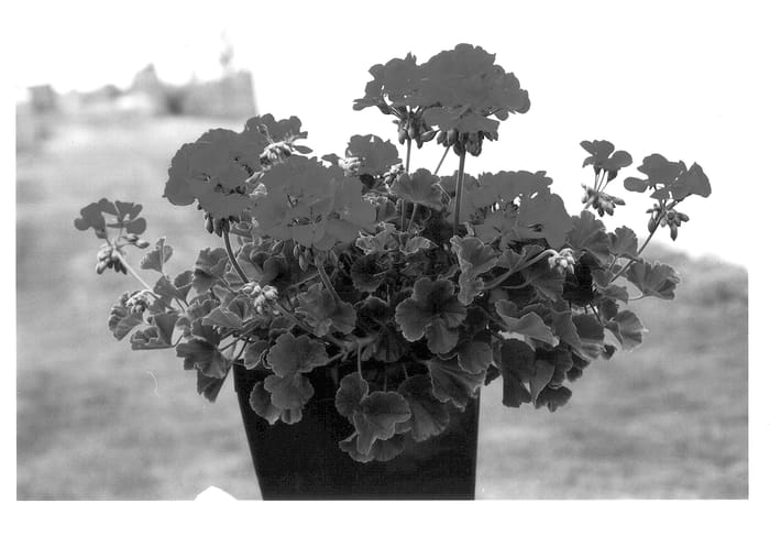 Figure 1 of US plant patent PP14101, the photograph of KLEP01110 printed in the patent.
