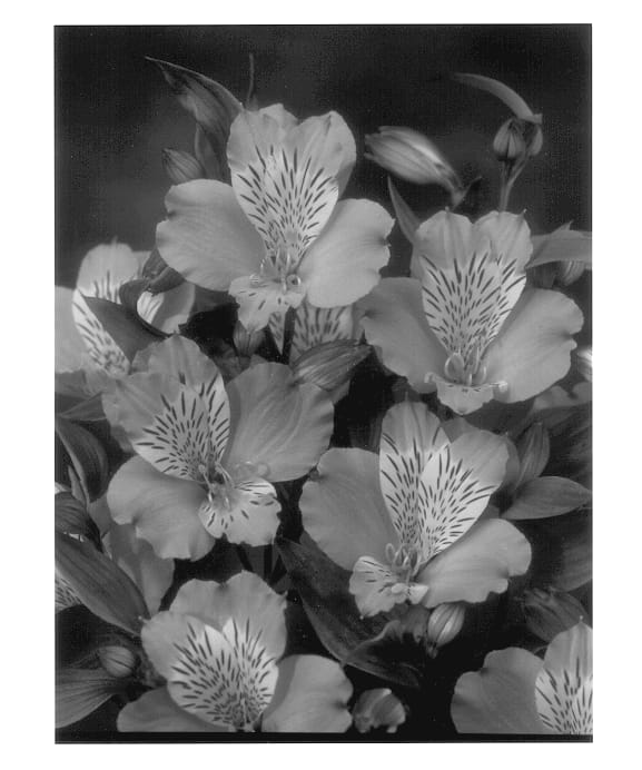 Figure 1 of US plant patent PP14102, the photograph of Stafior printed in the patent.
