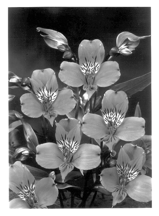 Figure 1 of US plant patent PP14103, the photograph of Staflam printed in the patent.