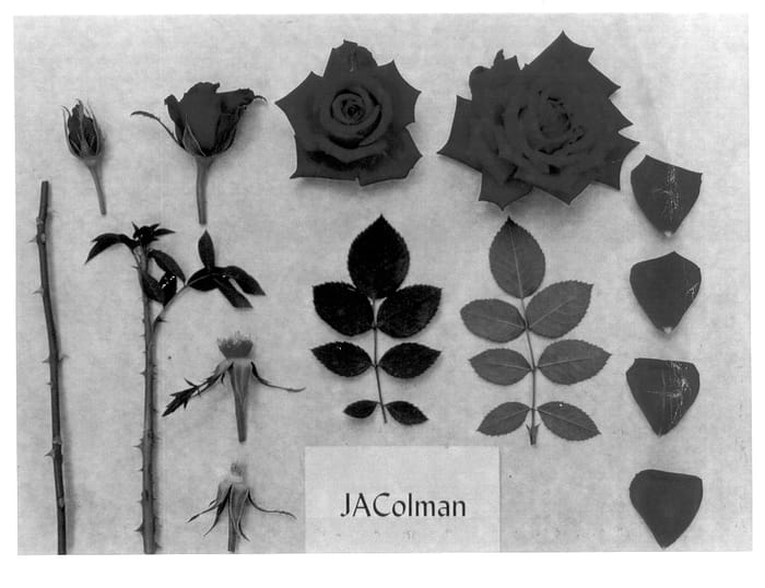 Figure 1 of US plant patent PP14104, the photograph of JAColman printed in the patent.