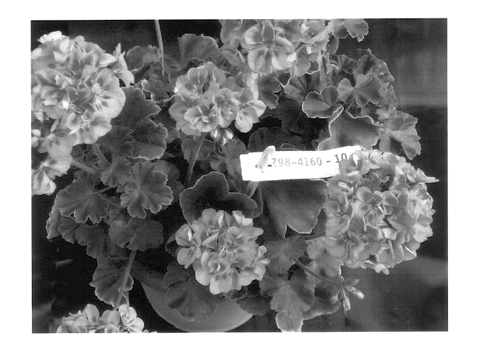 Figure 1 of US plant patent PP14105, the photograph of Duevipisplash printed in the patent.