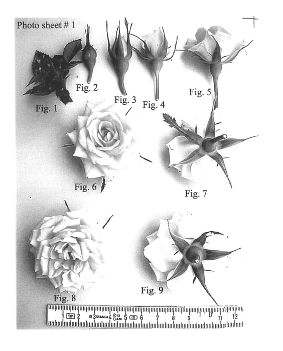 Figure 1 of US plant patent PP14106, the photograph of KORjubla printed in the patent.