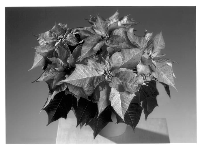 Figure 1 of US plant patent PP14107, the photograph of Fisvinci printed in the patent.