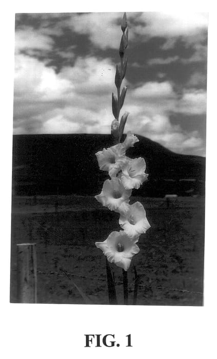 Figure 1 of US plant patent PP14108, the photograph of Euro Blanca printed in the patent.