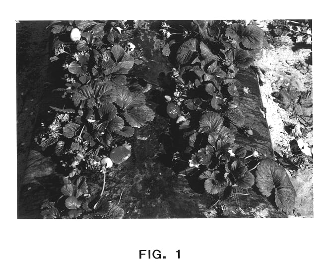 Figure 1 of US plant patent PP14109, the photograph of Strawberry plant named Madeira printed in the patent.
