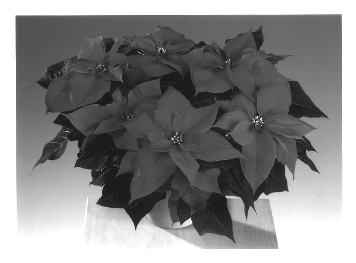 Figure 1 of US plant patent PP14110, the photograph of Fismond printed in the patent.