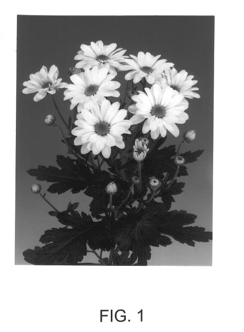 Figure 1 of US plant patent PP14111, the photograph of Chrysanthemum named White Reagan Mundo printed in the patent.