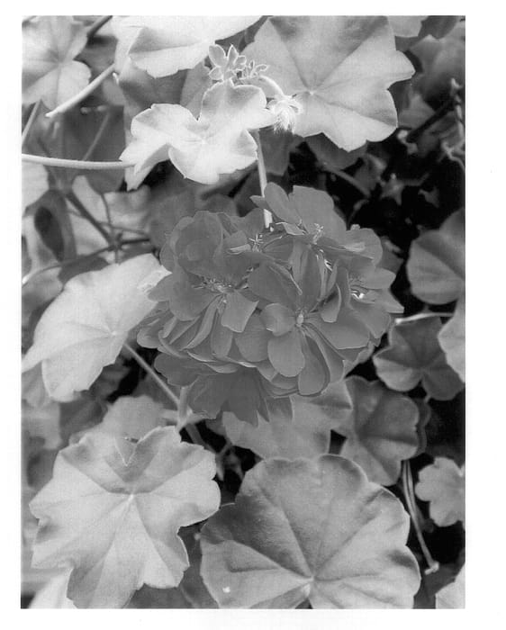 Figure 1 of US plant patent PP14112, the photograph of Pengra printed in the patent.