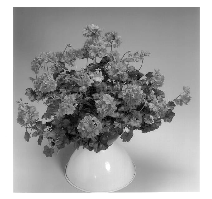 Figure 1 of US plant patent PP14113, the photograph of Global Salmon Rose printed in the patent.