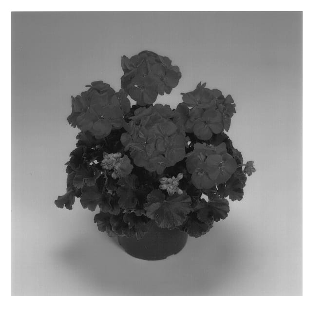 Figure 1 of US plant patent PP14114, the photograph of Candy Cardinal printed in the patent.