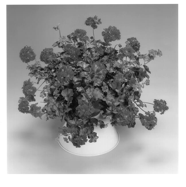 Figure 1 of US plant patent PP14115, the photograph of Global Red printed in the patent.