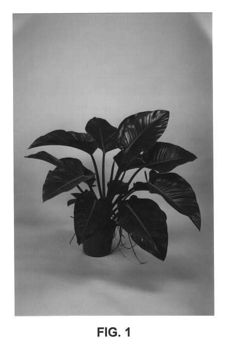 Figure 1 of US plant patent PP14116, the photograph of Rojo Congo printed in the patent.