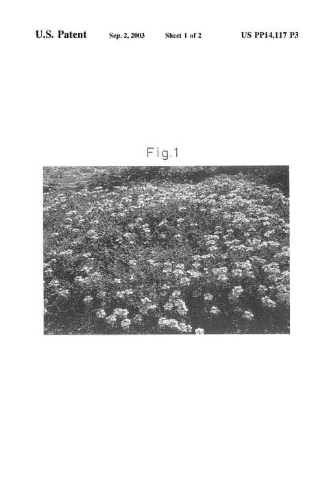 Figure 4 of US plant patent PP14117, the photograph of Sunmaref TP-SAP printed in the patent.