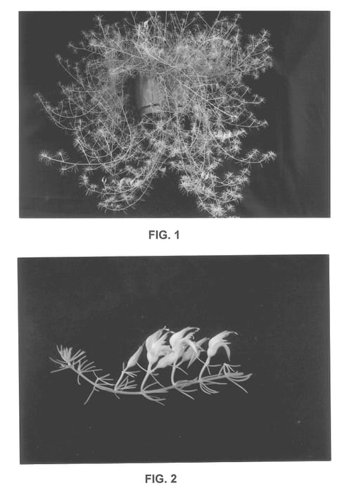 Figure 1 of US plant patent PP14118, the photograph of TiGo printed in the patent.