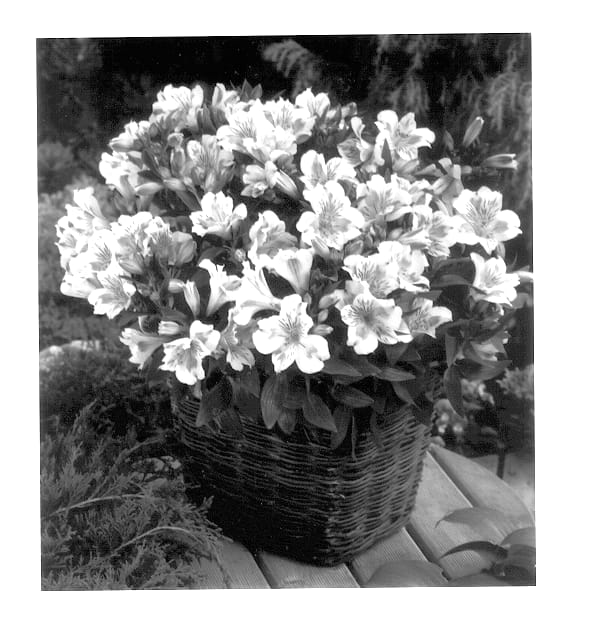 Figure 1 of US plant patent PP14119, the photograph of Staprisusa printed in the patent.
