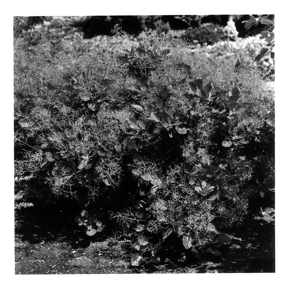 Figure 1 of US plant patent PP14120, the photograph of Kolcot printed in the patent.