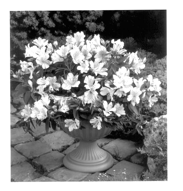 Figure 1 of US plant patent PP14121, the photograph of Stapridani printed in the patent.