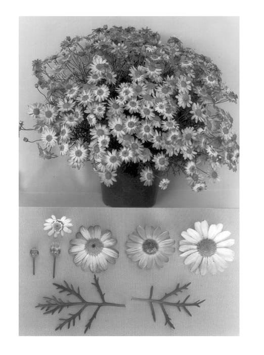 Figure 1 of US plant patent PP14122, the photograph of Supamarg printed in the patent.