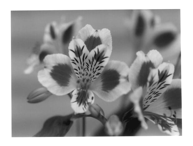 Figure 1 of US plant patent PP14123, the photograph of Zanissa printed in the patent.