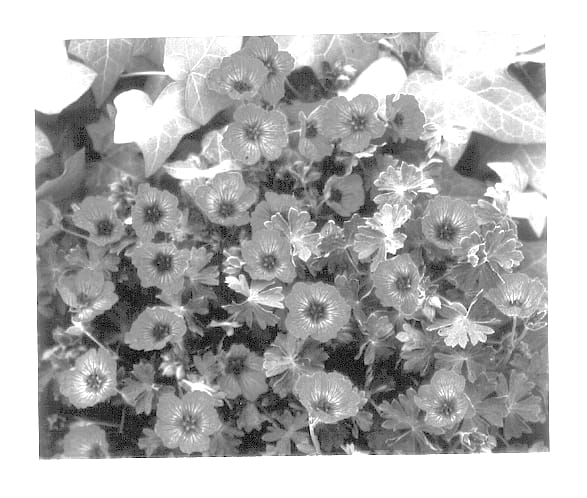 Figure 1 of US plant patent PP14124, the photograph of Carol printed in the patent.