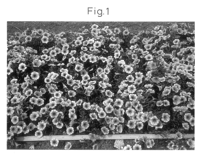 Figure 1 of US plant patent PP14125, the photograph of Sunrove printed in the patent.