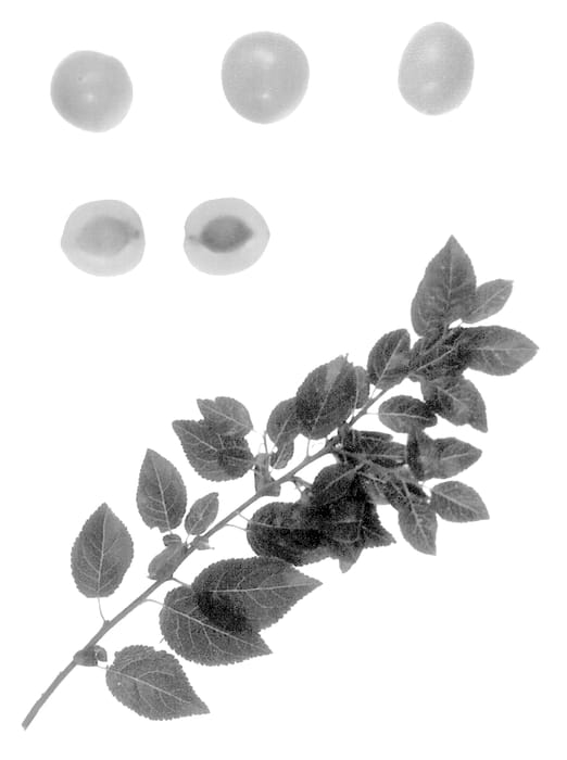 Figure 1 of US plant patent PP14126, the photograph of RI-1 printed in the patent.