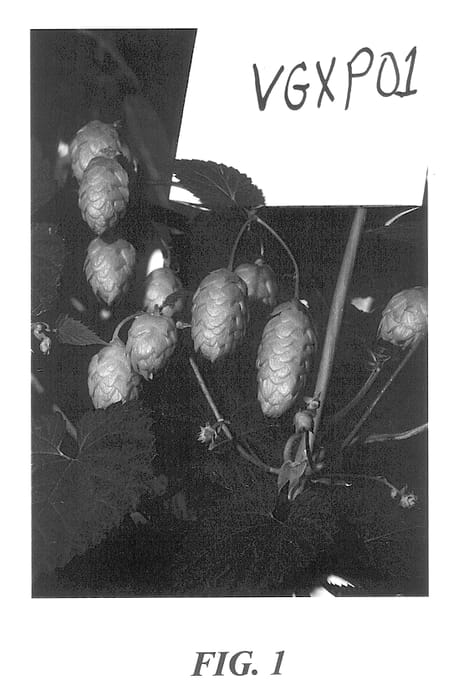 Figure 1 of US plant patent PP14127, the photograph of VGXP01 printed in the patent.