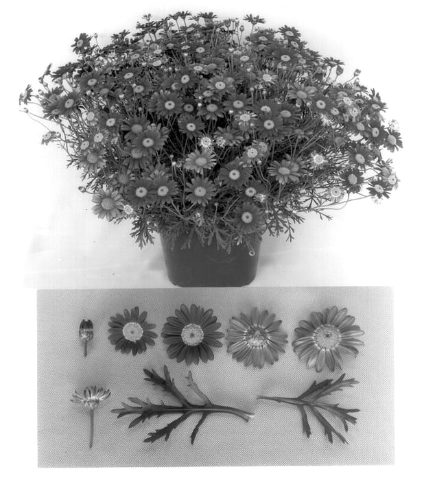 Figure 1 of US plant patent PP14128, the photograph of Supalight printed in the patent.