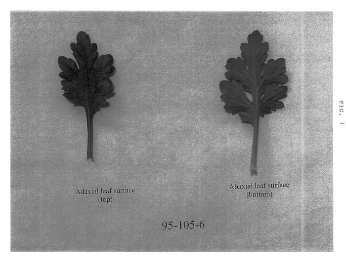 Figure 1 of US plant patent PP14129, the photograph of MN95-105-6 printed in the patent.