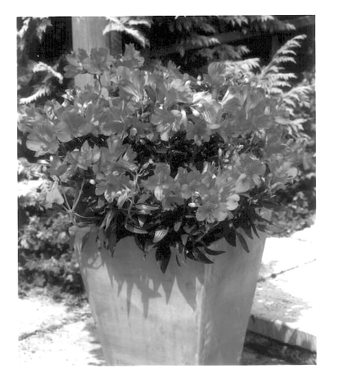 Figure 1 of US plant patent PP14131, the photograph of Staprivane printed in the patent.