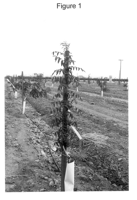Figure 1 of US plant patent PP14132, the photograph of PN 15-4 printed in the patent.