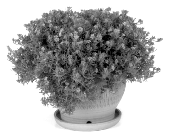 Figure 1 of US plant patent PP14134, the photograph of Kirifu Compact Blue printed in the patent.