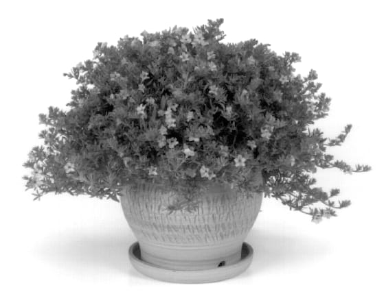 Figure 1 of US plant patent PP14135, the photograph of Kirifu Blue printed in the patent.