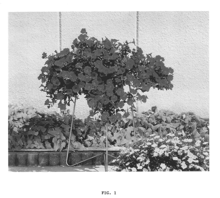 Figure 1 of US plant patent PP14136, the photograph of KEIreom printed in the patent.