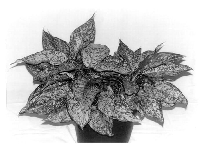 Figure 1 of US plant patent PP14137, the photograph of Dynamic Ruby printed in the patent.