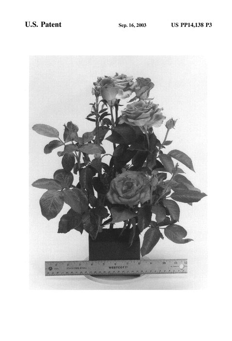 Figure 4 of US plant patent PP14138, the photograph of WEKchrisg printed in the patent.