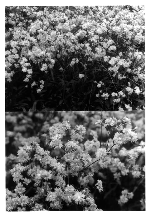 Figure 1 of US plant patent PP14139, the photograph of Lychjen printed in the patent.