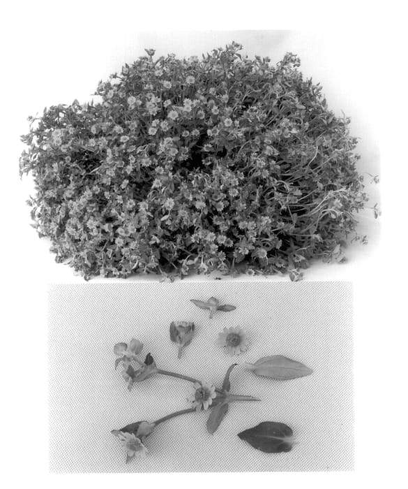 Figure 1 of US plant patent PP14140, the photograph of Dittsun printed in the patent.