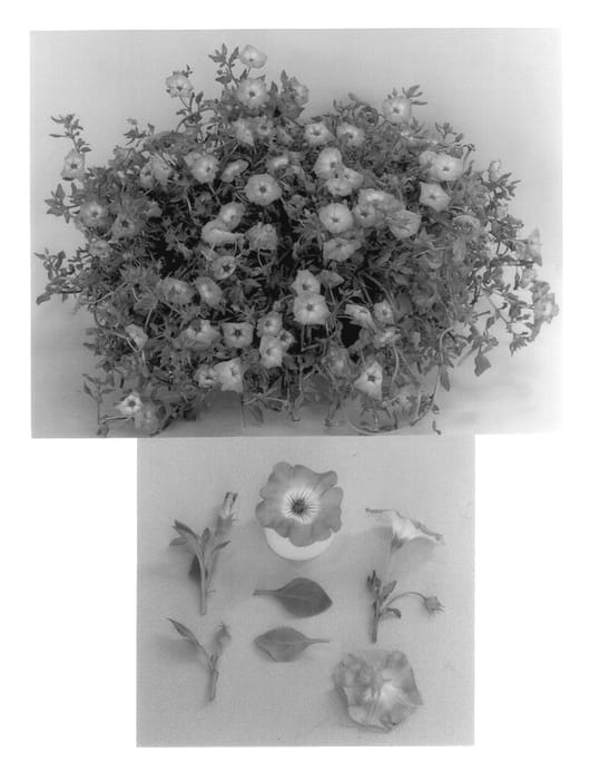 Figure 1 of US plant patent PP14141, the photograph of Nolgold printed in the patent.
