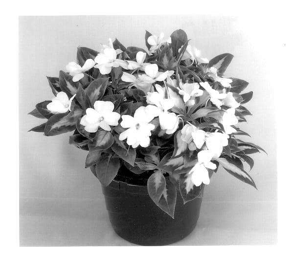 Figure 1 of US plant patent PP14142, the photograph of Kiquilla printed in the patent.