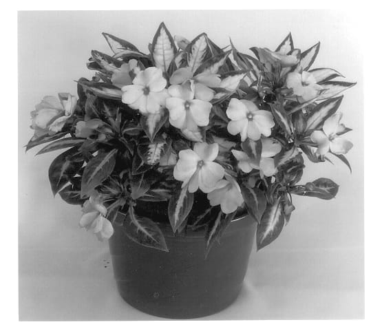 Figure 1 of US plant patent PP14143, the photograph of Kidomia printed in the patent.