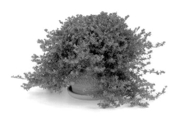 Figure 1 of US plant patent PP14144, the photograph of Kirifu Red printed in the patent.