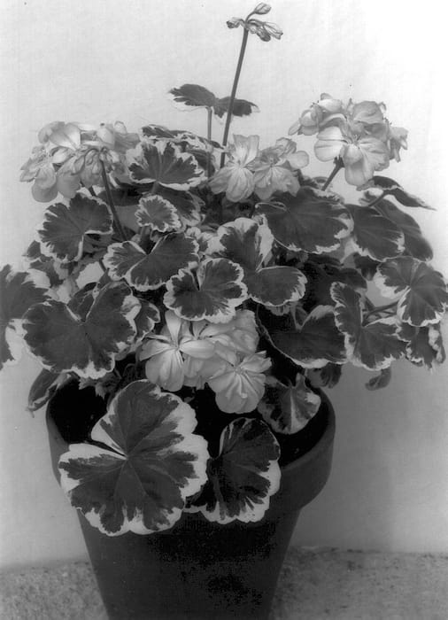 Figure 1 of US plant patent PP14145, the photograph of Mrs. Peters printed in the patent.