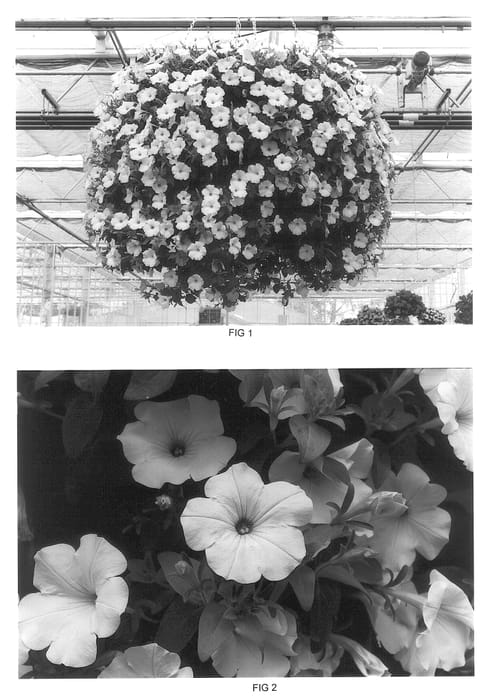 Figure 1 of US plant patent PP14146, the photograph of Kakegawa S38 printed in the patent.