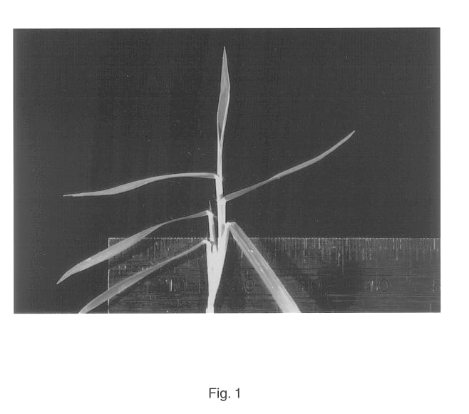 Figure 1 of US plant patent PP14147, the photograph of Marion printed in the patent.
