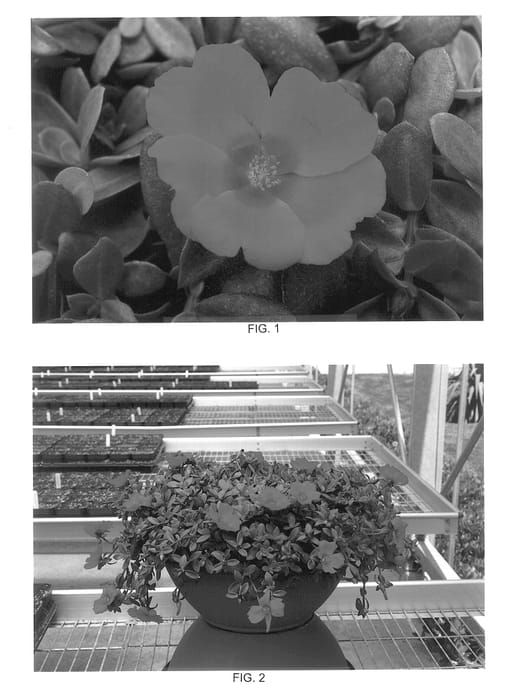 Figure 1 of US plant patent PP14148, the photograph of Kakegawa CY6 printed in the patent.