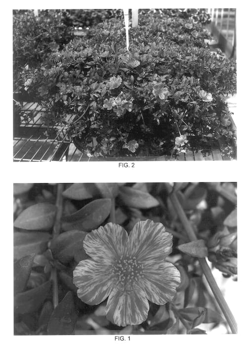 Figure 1 of US plant patent PP14149, the photograph of Kakegawa CY2 printed in the patent.